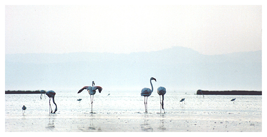 author : João Varela                    title: Ensaio geral