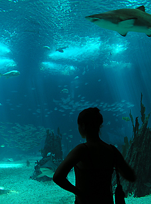 autor: Sofia Quintas