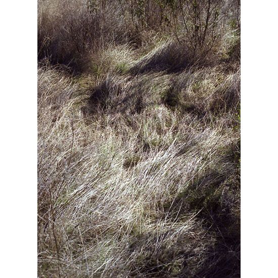 autor: Rui Dias Monteiro