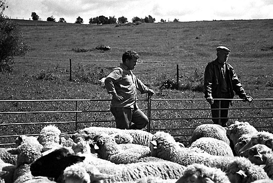 autor: Sofia Quintas