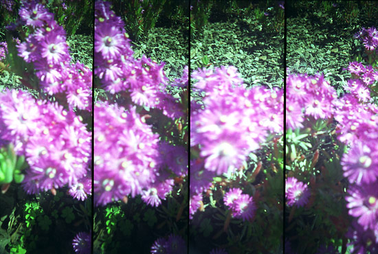 autor: Sofia Quintas