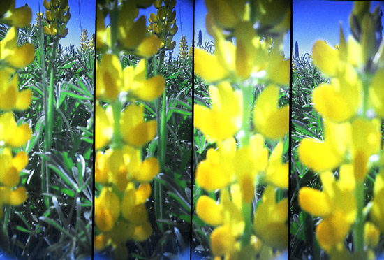 autor: Sofia Quintas