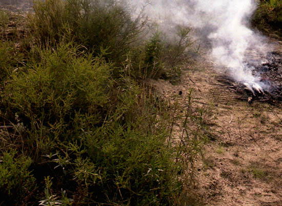 autor: Rui Dias Monteiro