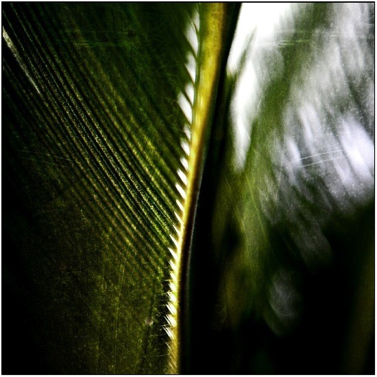 autor: Raoul Iacometti
t&iacute;tulo: Greenhouse 2008