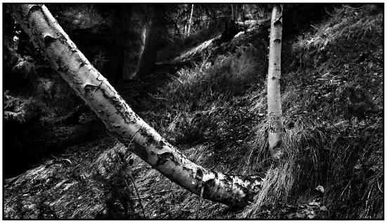 autor: Raoul Iacometti
t&iacute;tulo: Trees