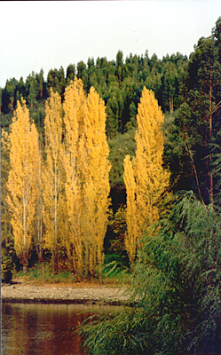 autor: João Varela
t&iacute;tulo: Dissonante