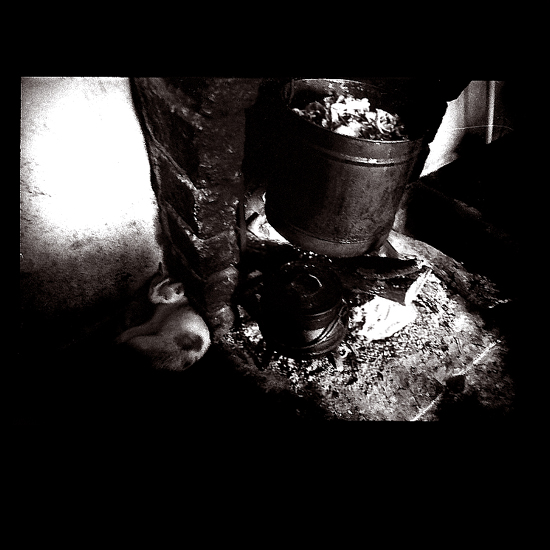 auteur: Raquel Moura
titre: um miau postal