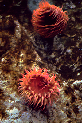 autor: Sofia Quintas