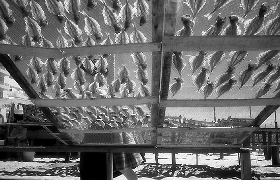 author: Manuel Luís Cochofel