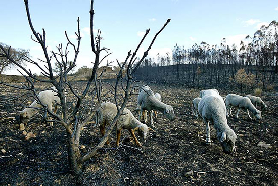 autor: João  Carvalho Pina