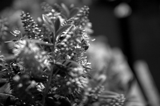 autor: paulo rodrigues