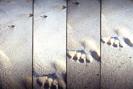 autor: Sofia Quintas