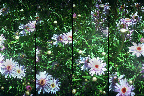 autor: Sofia Quintas