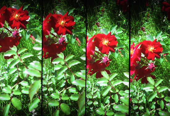 autor: Sofia Quintas