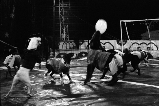 autor : paulo rodrigues                    