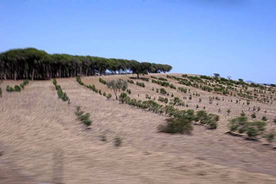 autor: Sofia Quintas