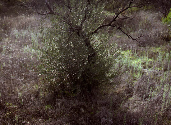 autor: Rui Dias Monteiro