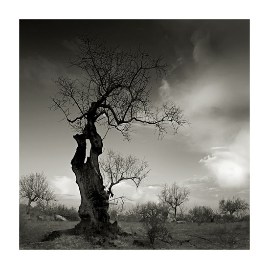 autor: Carlos Matos
t&iacute;tulo: As-Árvores-Morrem-de-Pé