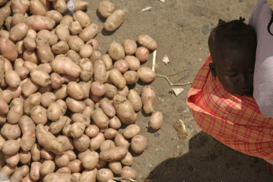 auteur : Luis Filipe Catarino                    