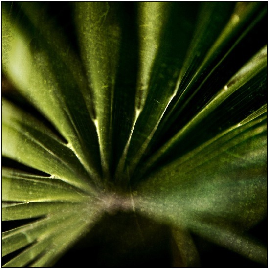 autor: Raoul Iacometti
t&iacute;tulo: Greenhouse 2008