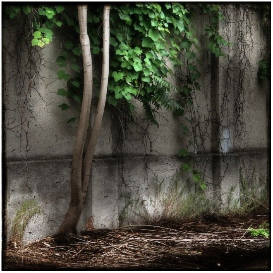 autor: Raoul Iacometti
t&iacute;tulo: Floreal Beauty