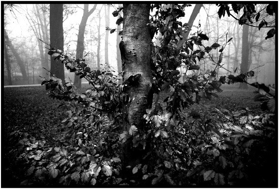 autor: Raoul Iacometti
t&iacute;tulo: Trees