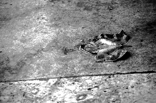 autor: Sofia Quintas