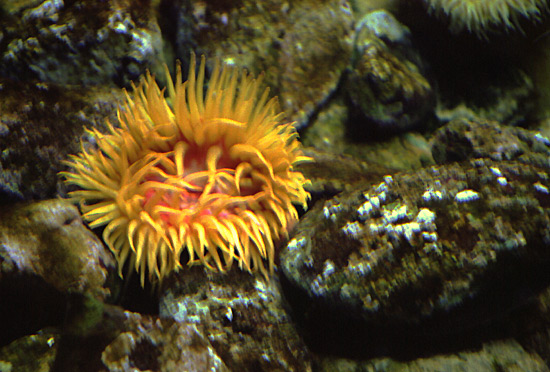 autor: Sofia Quintas