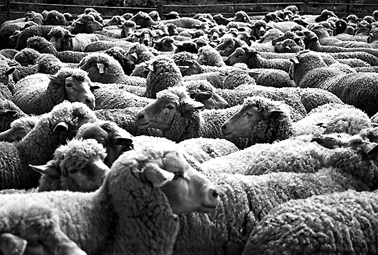 autor: Sofia Quintas