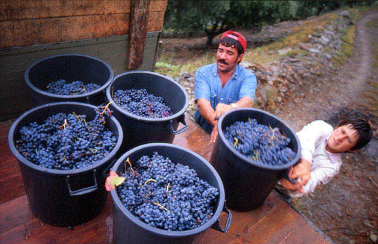 autor : José Gonçalves                    t&iacute;tulo: Douro 8