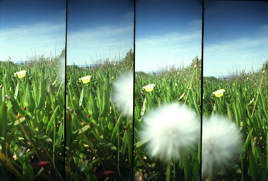 autor: Sofia Quintas