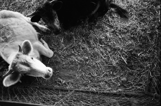 autor: paulo rodrigues