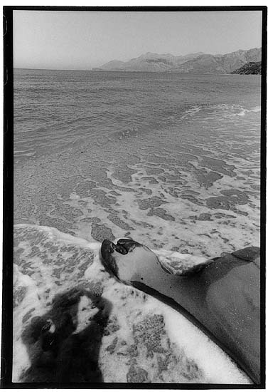 autor: Yves Rousselet
t&iacute;tulo: Lukova été 2005