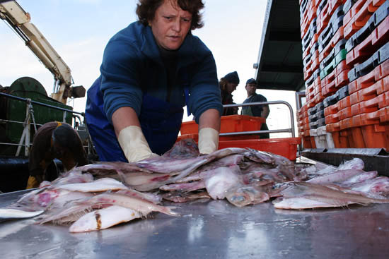 autor: Sofia Quintas