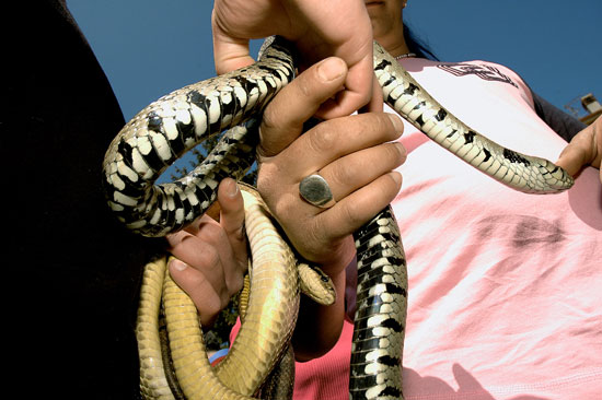 auteur: Patricia Moreira