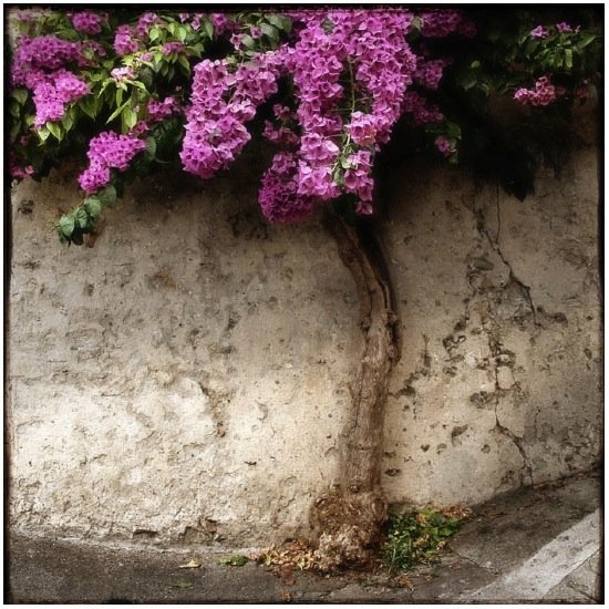 autor: Raoul Iacometti
t&iacute;tulo: Floreal Beauty