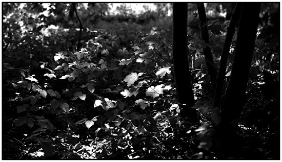 autor : Raoul Iacometti                    t&iacute;tulo: Leaves