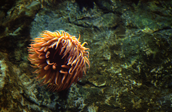 autor: Sofia Quintas