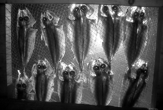 author: Manuel Luís Cochofel