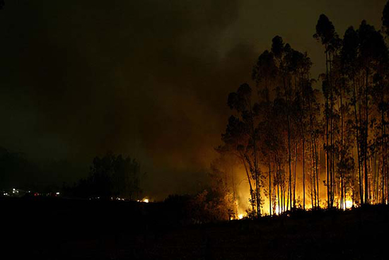 autor: João  Carvalho Pina