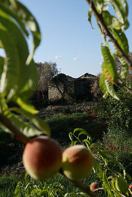 autor: João  Carvalho Pina