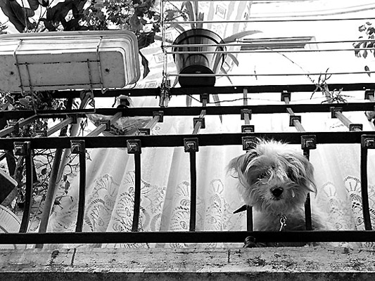 autor: Sofia Quintas