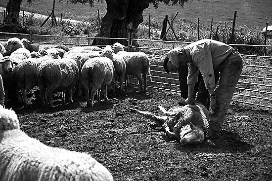 autor: Sofia Quintas