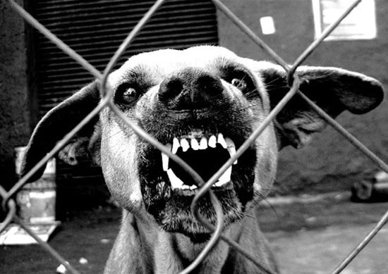 auteur : Olav Murillo                    titre: Rabia