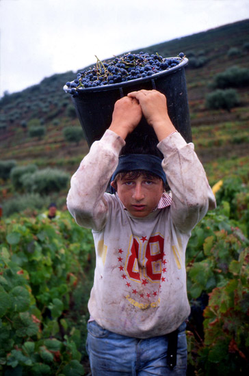 autor : José Gonçalves                    t&iacute;tulo: Douro 9