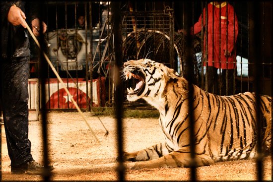 author: Joost De Raeymaeker