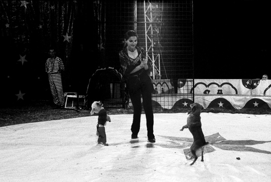 autor: paulo rodrigues