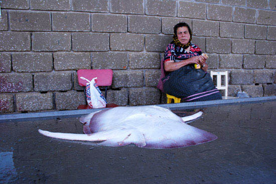 autor: Sofia Quintas