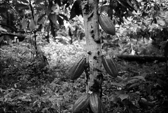 auteur : Luís Rocha                    