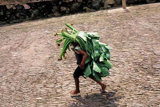 autor: Tânia Araújo